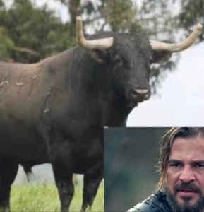 A bull called Ertugrul and other strange phenomenon