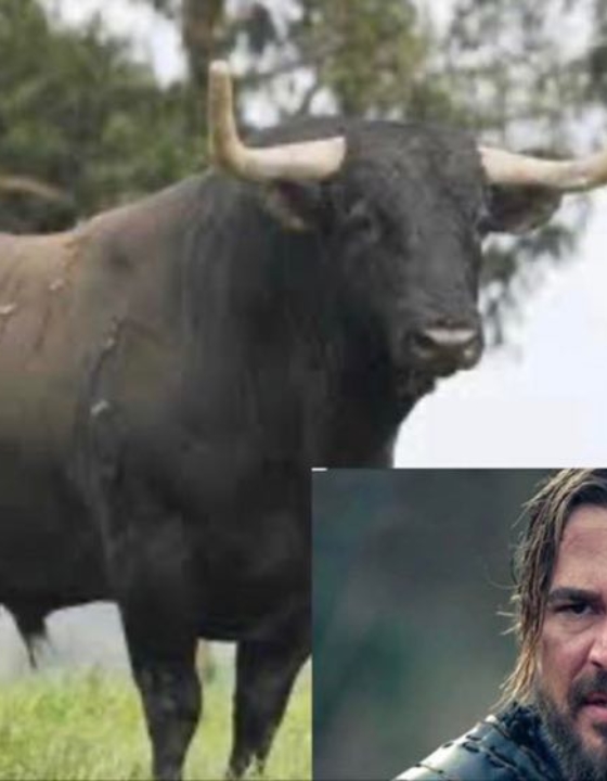 A bull called Ertugrul and other strange phenomenon