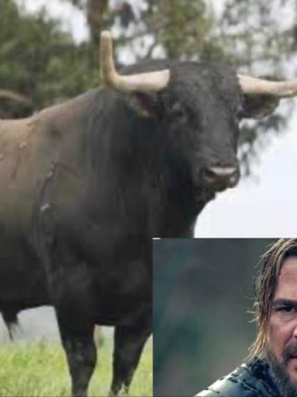 A bull called Ertugrul and other strange phenomenon
